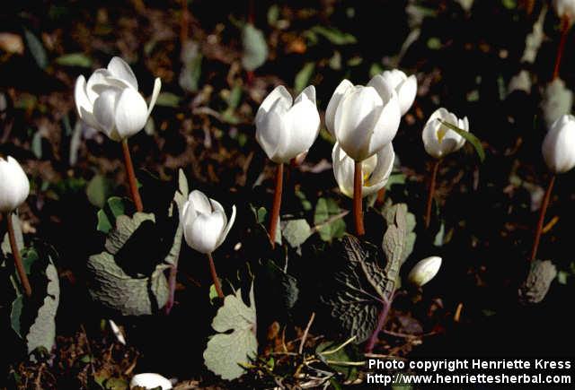 Photo: Sanguinaria canadensis 4.