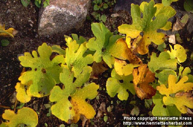 Photo: Sanguinaria canadensis.