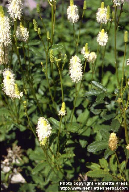 Photo: Sanguisorba canadensis 2.