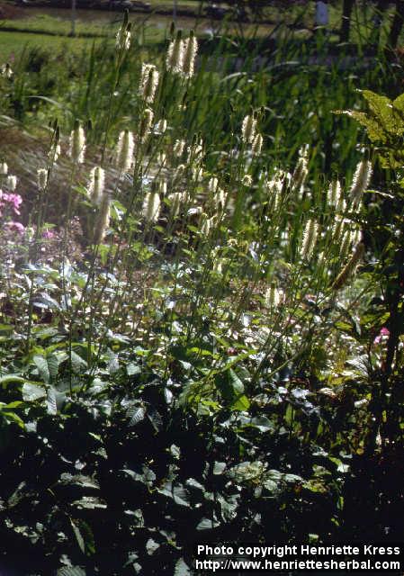 Photo: Sanguisorba canadensis.