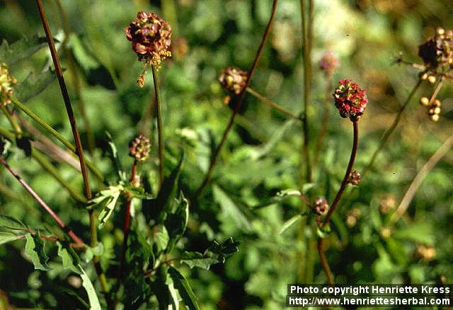 Photo: Sanguisorba minor 1.