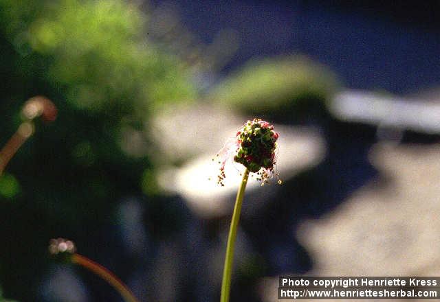 Photo: Sanguisorba minor 2.