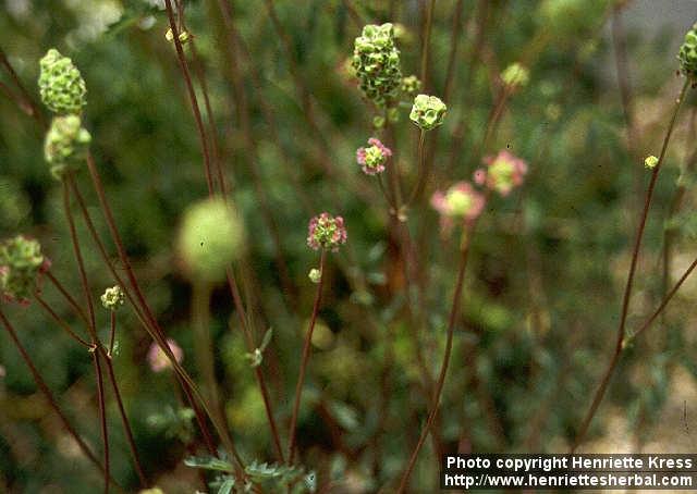 Photo: Sanguisorba minor 3.