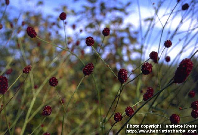 Photo: Sanguisorba officinalis 1.