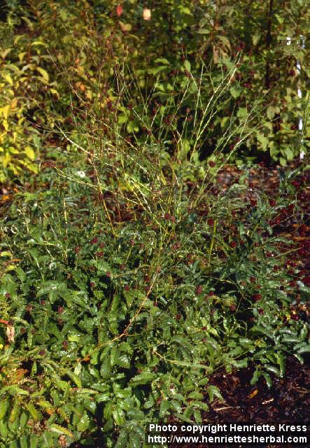 Photo: Sanguisorba officinalis.