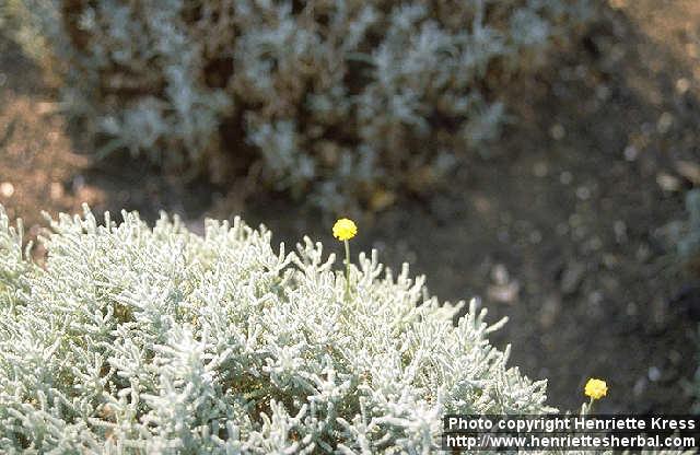 Photo: Santolina chamaecyparissus 1.