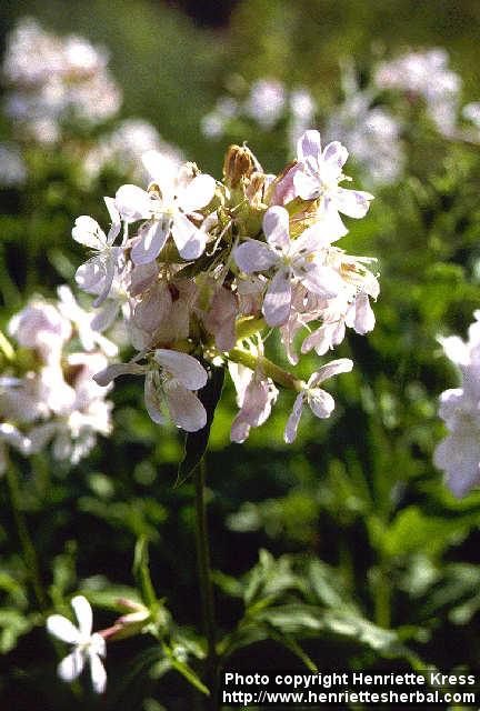 Photo: Saponaria officinalis 1.