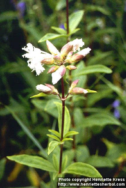 Photo: Saponaria officinalis 2.