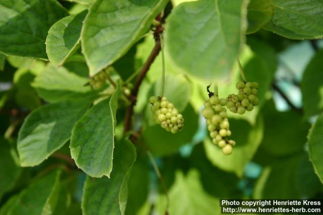 Photo: Schisandra chinensis 9.