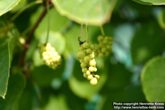 Photo: Schisandra chinensis 10.