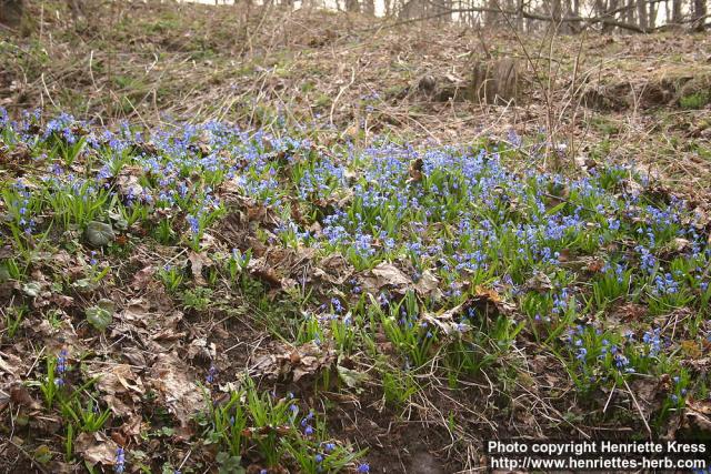 Photo: Scilla siberica 8.