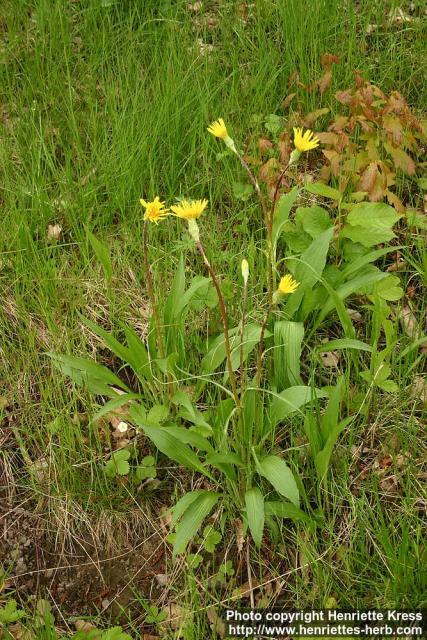 Photo: Scorzonera humilis.