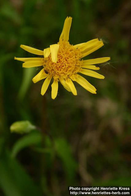 Photo: Scorzonera humilis 2.