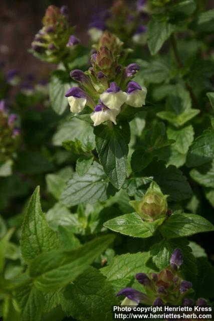 Photo: Scutellaria alpina 4.