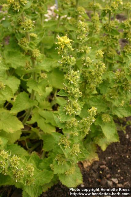 Photo: Scrophularia chrysantha.