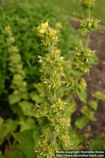 Photo: Scrophularia chrysantha 1.