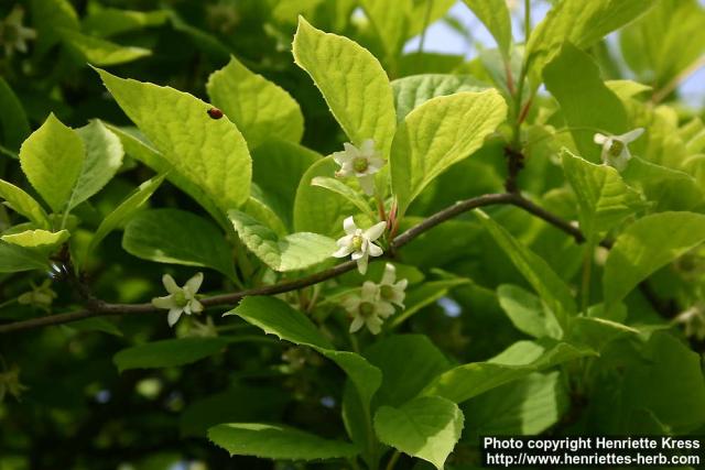 Photo: Schisandra chinensis 11.