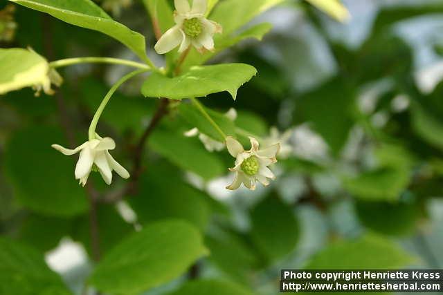 Photo: Schisandra chinensis 13.