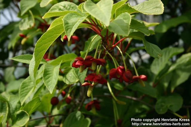 Photo: Schisandra rubriflora 3.