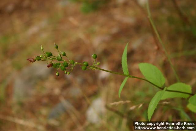 Photo: Scrophularia nodosa 4.