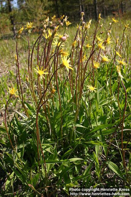 Photo: Scorzonera humilis 5.