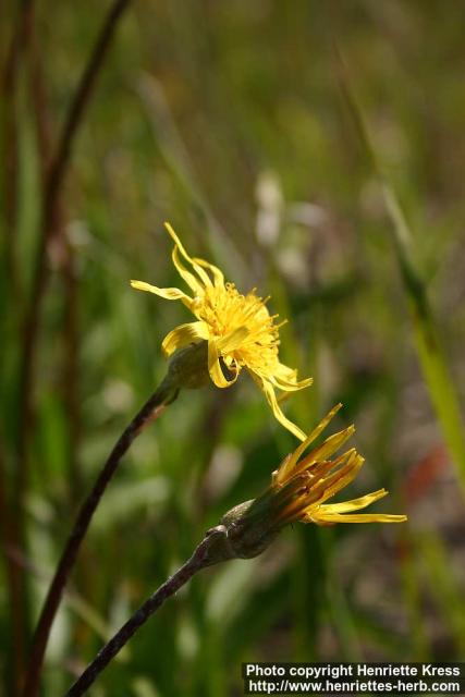 Photo: Scorzonera humilis 6.