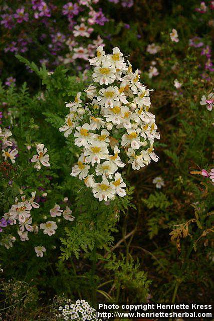 Photo: Schizanthus x wisetonensis 5.