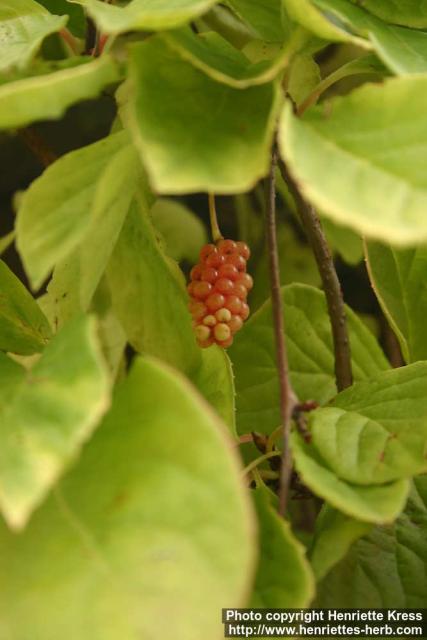 Photo: Schisandra chinensis 15.