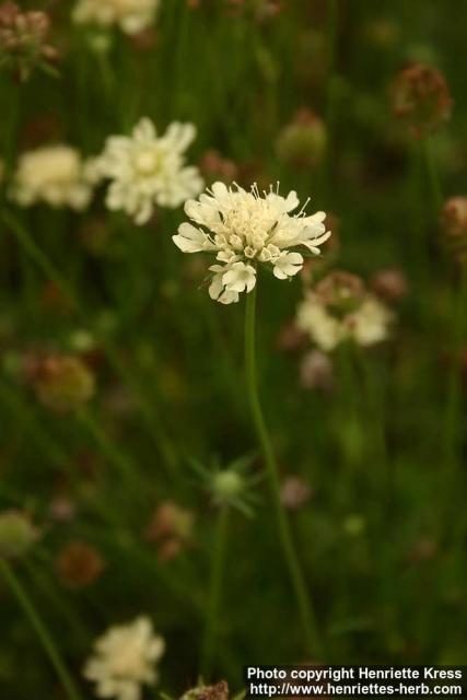 Photo: Scabiosa ochroleuca.