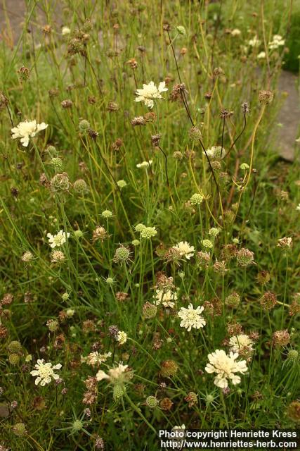 Photo: Scabiosa ochroleuca 1.