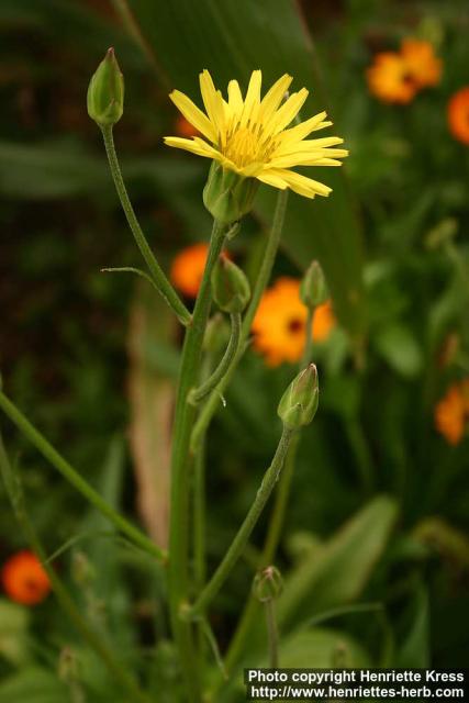 Photo: Scorzonera hispanica 2.