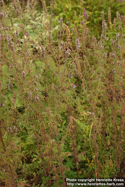 Photo: Schizonepeta tenuifolia 3.