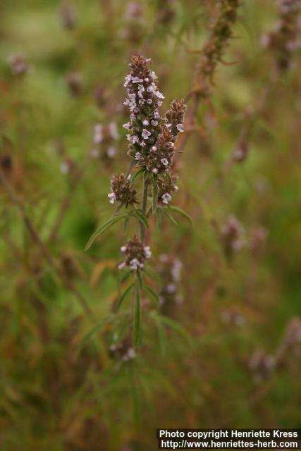 Photo: Schizonepeta tenuifolia 4.