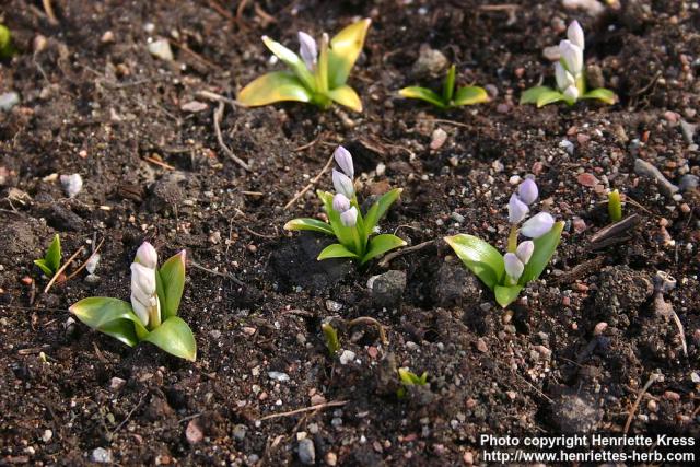 Photo: Hyacinthoides hispanica.