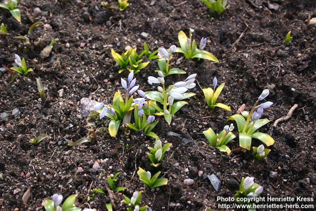 Photo: Scilla mischtschenkoana 1.