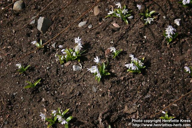 Photo: Scilla mischtschenkoana 2.