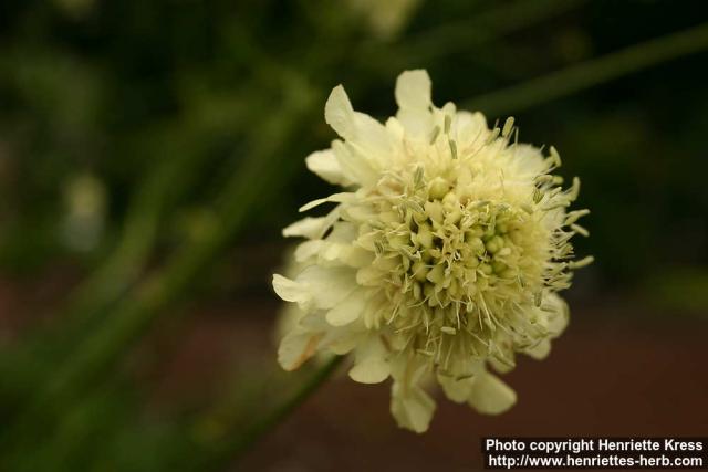 Photo: Scabiosa rhodopensis 2.