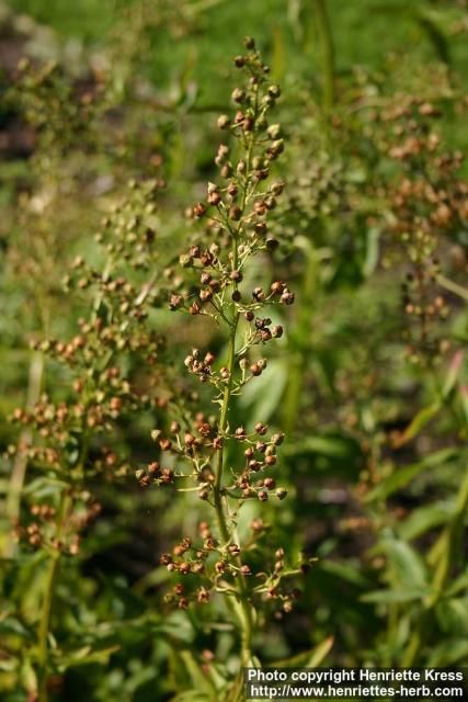 Photo: Scrophularia umbrosa.