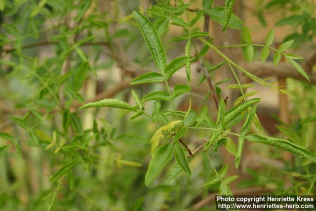 Photo: Schinopsis quebracho colorado 1.