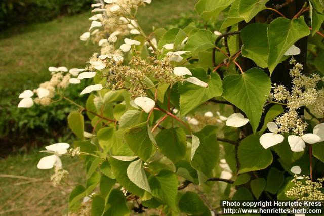 Photo: Schizophragma hydrangeoides.