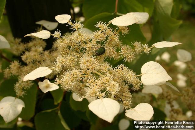 Photo: Schizophragma hydrangeoides 1.