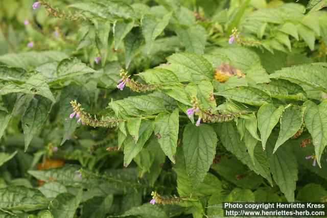 Photo: Scutellaria lateriflora 3.