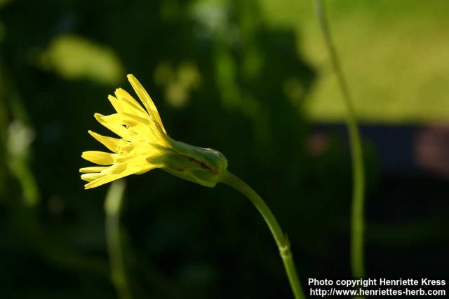 Photo: Scorzonera hispanica 5.