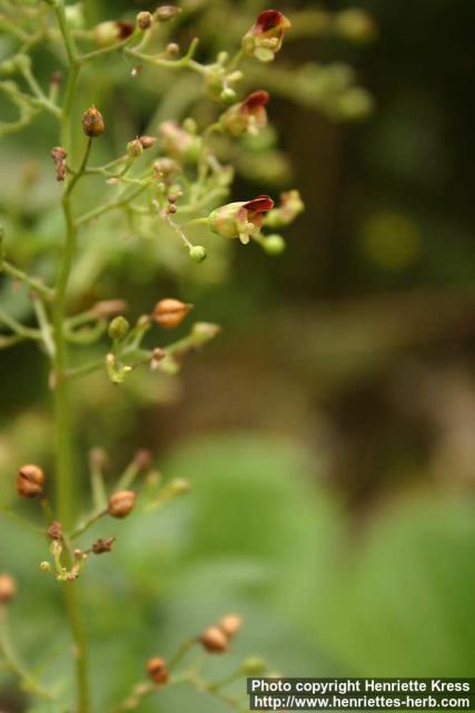 Photo: Scrophularia nodosa 07.