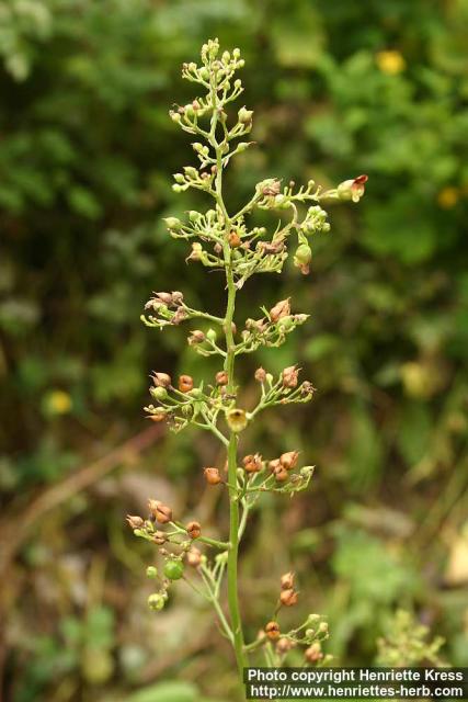 Photo: Scrophularia nodosa 09.