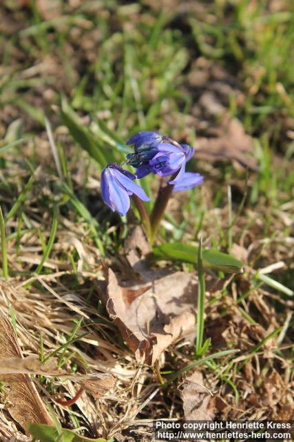 Photo: Scilla siberica 11.