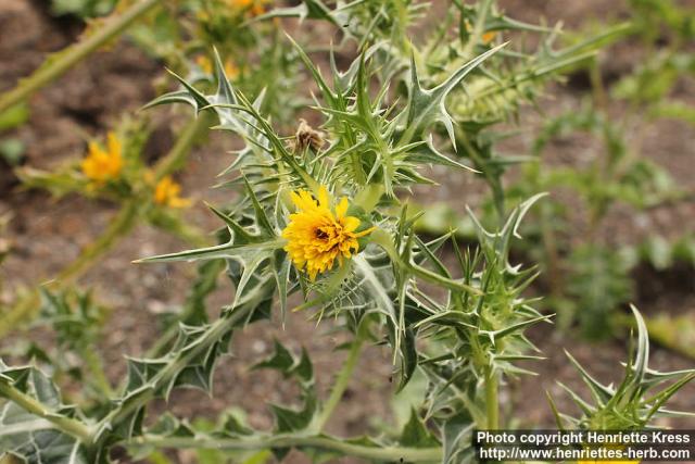 Photo: Scolymus hispanicus 1.