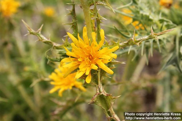 Photo: Scolymus hispanicus 2.