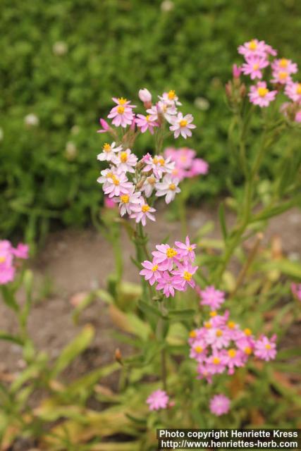 Photo: Schoenia cassiniana 3.