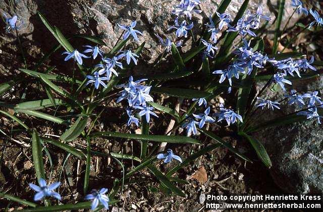 Photo: Scilla siberica.